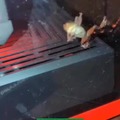 commented item thumbnail