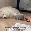 Catto loves doggo fluffiness