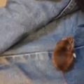 commented item thumbnail