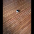 commented item thumbnail