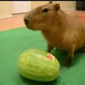 Para compensar en meme de arriba mira este capibara