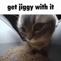 jiggy random cat meme