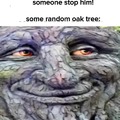 Oak tree you're in my way