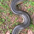 big ass anaconda and more