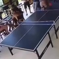 ping pong fail