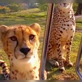 Cheetah says hi