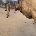 camello saca el estómago para refrescarse