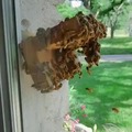 Observational beehive inside the house