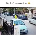 Dog intervenes a robbery