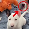commented item thumbnail