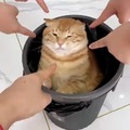 commented item thumbnail