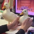 Nice pair of ducks