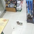 Funny cat robbery
