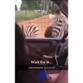 Screaming zebra