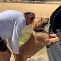 Doggo doesn't like cars