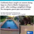California bear is living the life