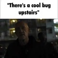 Le bug