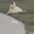 Dog :D