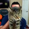 don't fuck with cats
