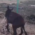 Nerfeen a los burros