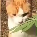 Gato marihuano