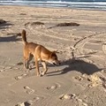 Isso no vídeo n é um cachorro, mas sim um Dingo (Cão selvagem australiano)
