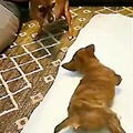Pup couldn't walk, so they brought in an expert