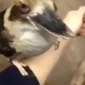 commented item thumbnail