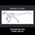 Bird or dinosaur