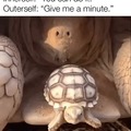 tortoise gives a push to the little one