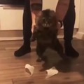 gato caída