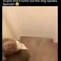 Spanish dog