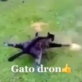 Gato dron
