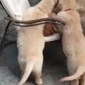 Perros lamiendo gato