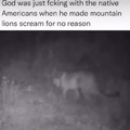 Mountain lion screaming