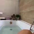 Wholesome catto having a bath