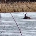 firefighters rescuing a deer stuck on a frozen lake in Minnesota using a technique similar to that of curling.