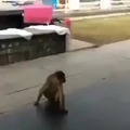 Macaco: