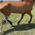 caballos rehabilitados pueden correr de nuevo