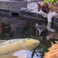 Cat and fish fall in love