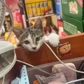 commented item thumbnail