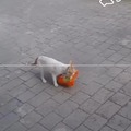 Turkish cat steals chicken from the market for her kittens