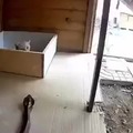 Cat strikes cobra