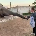 Elefante basado!