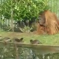 Orangutan vs otters