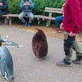Penguins just want to penguin