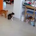 orange cat chaos