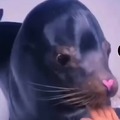 Sea Lion :DDD