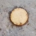 Ants carrying food for a week