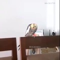 Birb is sith lord